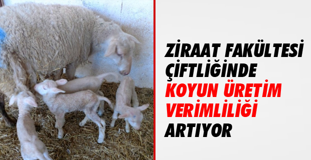 Ziraat Fakültesi Çiftliğinde Koyun Üretim Verimliliği Artıyor