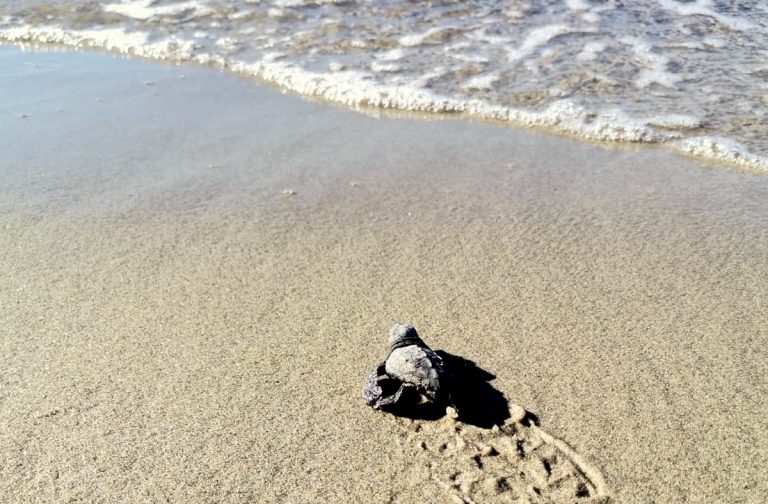 İlk Kez Caretta Caretta Yuvası Tespit Edildi