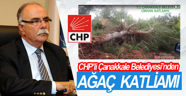 CHP’li Çanakkale Belediyesi’nden Ağaç Katliamı